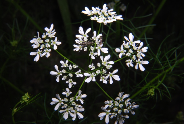 Bifora radians / Bifora raggiata